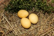 Nest mit gelben Eiern