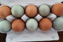 Verschiedene Eier in Eierschachtel
