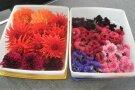 Blüten in einer Box