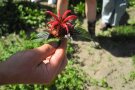 Eine Hand hält eine Blüte