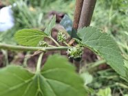 Unreife Früchte des Maulbeerbaumes