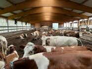 Kühe in Kompostierungsstall