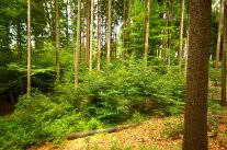 Jungpflanzen im Waldbestand