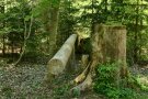 Querliegender Baumstamm im Wald