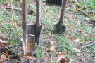 Spaten stecken im Waldboden