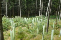 Mehrere frisch gepflanzte Bäume mit Zaun