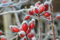 Hagebutten im Frostkleid