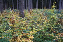 Kleine Buchen im Wald