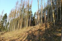 Mit Borkenkäfer befallener Wald