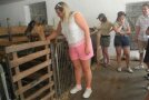 Personen stehen im Stall und streicheln eine Ziege