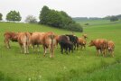 Kühe auf der Weide