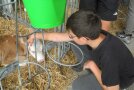 Kind streichelt Kalb