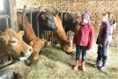 Kinder im Kuhstall