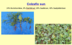 Colzafix sun