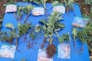 Päckchen mit Saatgut und Pflanzen