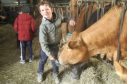 Kinder sind im Kuhstall und füttern eine Kuh