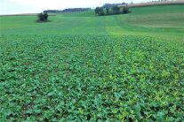 Auf einem Acker wachsen Pflanzen