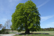 freistehender Baum mit tiefer, ausladender grüner Krone 
