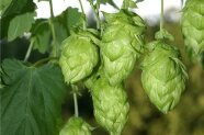 Detailansicht Hopfen