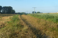 Grasweg mit Altgrasstreifen