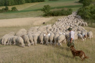 Schafherde in Landschaft 