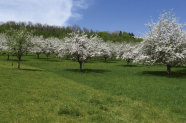 Blühende Obstbäume